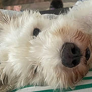 Cotton joined the competition — help win amazing prizes! dog, white_dog, fluffy, pet, close_up, lying_down, cozy, soft_fur, blanket, striped_shirt, sleepy, cute, animal, domestic_animal, nose, ear, fur, indoors, resting, companion