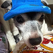 Chloe joined the competition — help win amazing prizes! dog, hat, blue_hat, close_up, pet, animal, resting, blanket, colorful, pattern, cute, indoors, fur, face, ears, snout, paw, cozy, domestic_animal, companion
