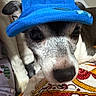 dog, hat, blue_hat, close_up, pet, animal, resting, blanket, colorful, pattern, cute, indoors, fur, face, ears, snout, paw, cozy, domestic_animal, companion