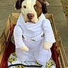 dog, costume, princess_leia, star_wars, wagon, blanket, sidewalk, outdoor, brown_and_white_dog, pet, cute, portrait, animal, leash, wooden_wagon, funny, dress, side_buns, canine, expression