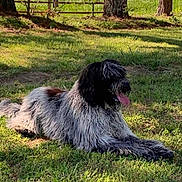 Gunner joined the competition — help win amazing prizes! dog, grass, outdoor, sunlight, panting, shaggy_fur, black_and_white, animal, pet, lying_down, nature, summer, tongue_out, mammal, canine, yard, relaxing, tree, shadow, daytime