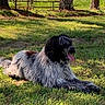 dog, grass, outdoor, sunlight, panting, shaggy_fur, black_and_white, animal, pet, lying_down, nature, summer, tongue_out, mammal, canine, yard, relaxing, tree, shadow, daytime