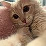 Noodle joined the competition — help win amazing prizes! abyssinian, angora, animal, cat, kitten, manx, pet, siamese