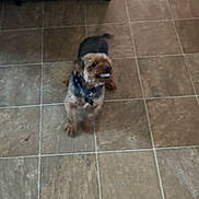 Brownie is registered to the contest to win money with this photo: dog, small_dog, brown_dog, black_fur, blue_collar, tile_floor, indoor, pet, animal, teeth, snarl, motion_blur, floor_tiles, fur, canine, domestic_animal, alert, standing, paw, tail