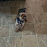 dog, small_dog, brown_dog, black_fur, blue_collar, tile_floor, indoor, pet, animal, teeth, snarl, motion_blur, floor_tiles, fur, canine, domestic_animal, alert, standing, paw, tail