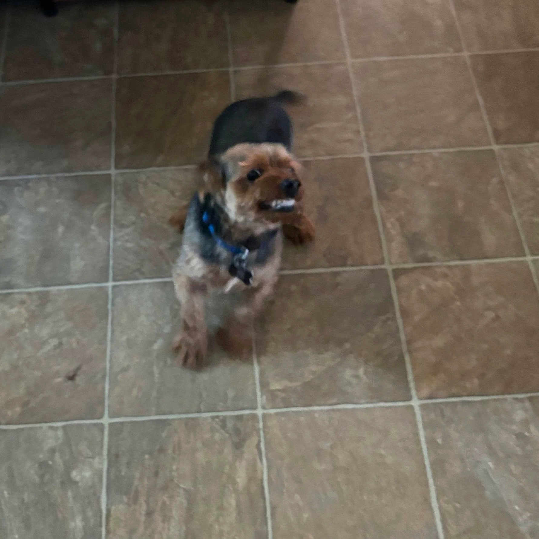 Brownie