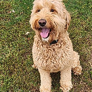 Celeste is registered to the contest to win money with this photo: dog, golden_doodle, curly_fur, tongue_out, happy, pet, grass, outdoor, canine, animal, fur, sitting, collar, nature, cute, friendly, playful, mammal, summer, daylight