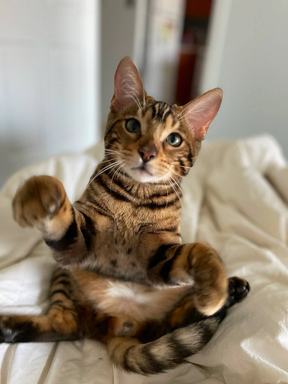 Hector joined the competition — help win amazing prizes! carnivore, cat, claw, domestic_short_haired_cat, felidae, fur, paw, small_to_medium_sized_cats, snout, tail, terrestrial_animal, whiskers, wildlife