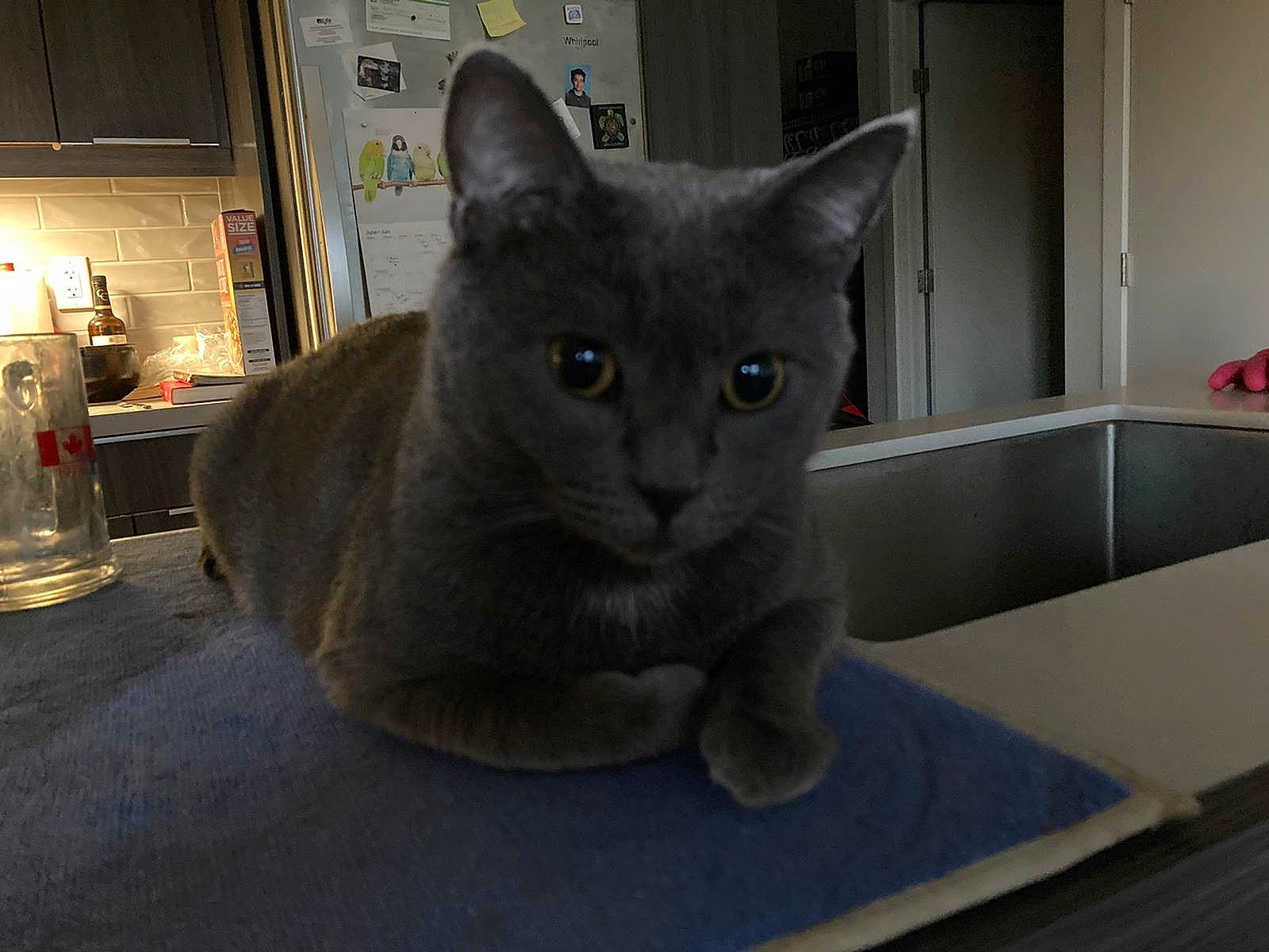 Eldon joined the competition — help win amazing prizes! carnivore, cat, domestic_short_haired_cat, felidae, flooring, grey, picture_frame, russian_blue, small_to_medium_sized_cats, snout, tail, whiskers, window