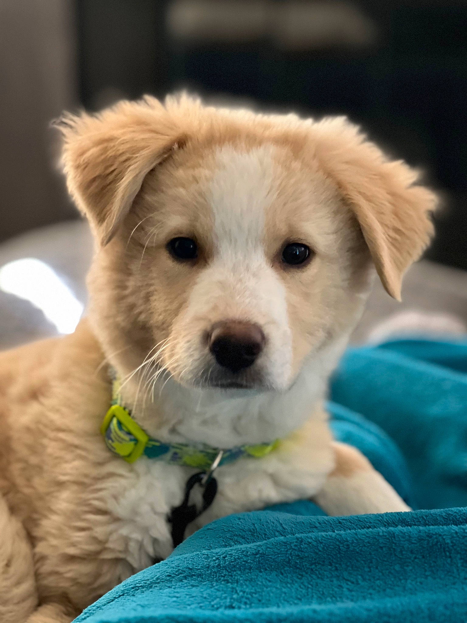 Atlas is registered to the contest to win money with this photo: carnivore, collar, companion_dog, dog, dog_breed, dog_collar, firefighter, fur, non_sporting_group, paw, snout, street_dog, terrestrial_animal, whiskers, working_animal, working_terrier