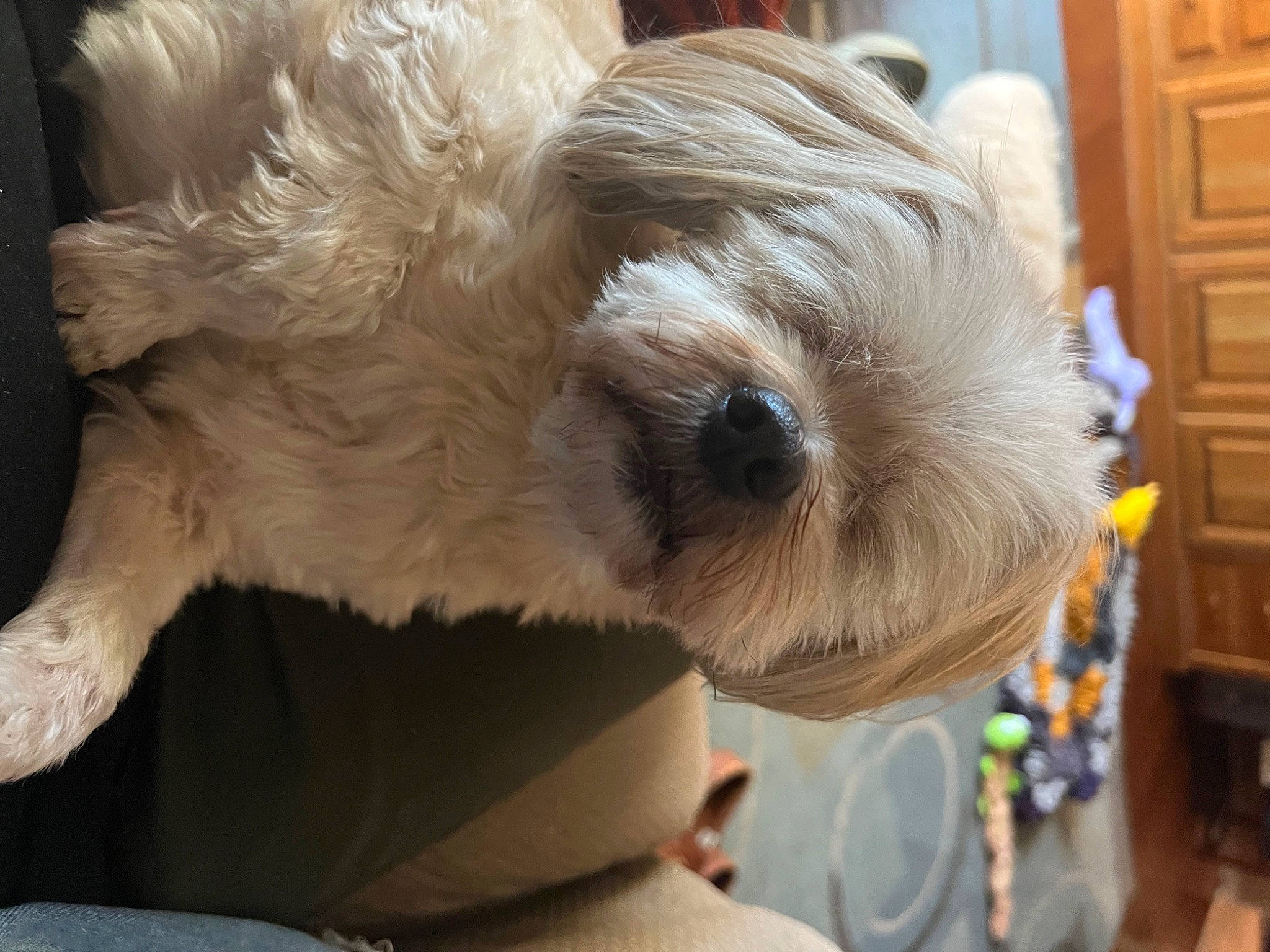 Lua is registered to the contest to win money with this photo: cabinetry, canidae, carnivore, companion_dog, dog, dog_breed, door, event, fawn, fur, plush, snout, sporting_group, stuffed_toy, teddy_bear, toy, toy_dog, whiskers, wood, wool