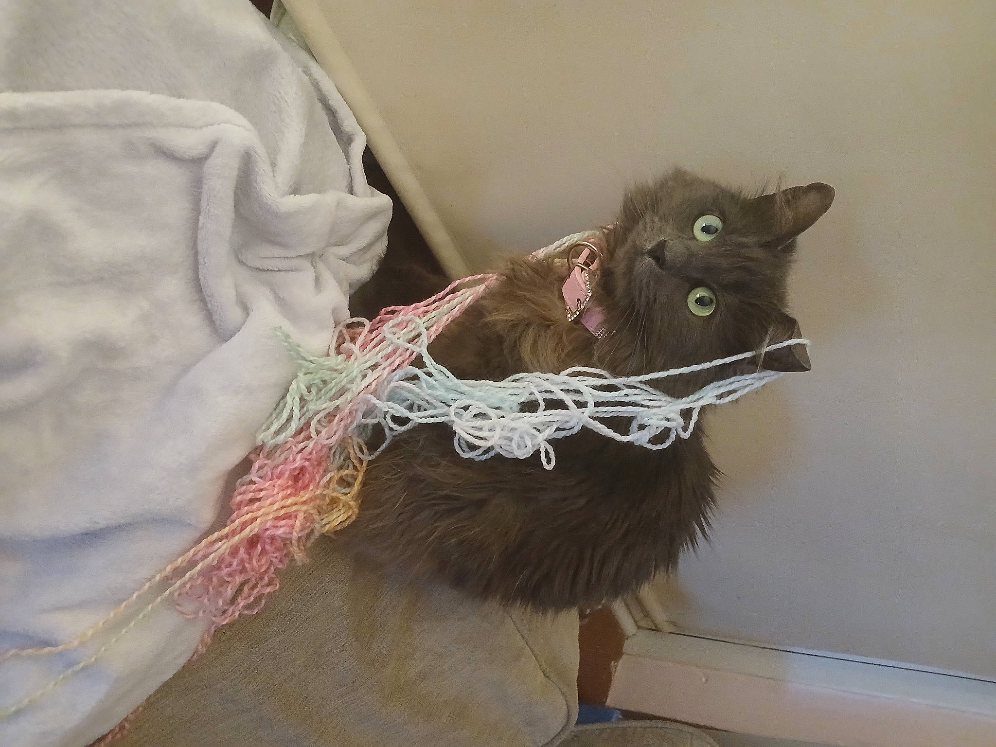 Bella is registered to the contest to win money with this photo: black_cat, carnivore, cat, cat_supply, claw, collar, costume_hat, domestic_short_haired_cat, feather, felidae, fur, grey, sleeve, small_to_medium_sized_cats, snout, tail, whiskers, window