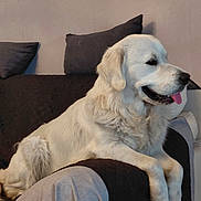 Aiko a rejoint le concours — aidez-le/la à gagner de superbes lots ! dog, golden_retriever, cream_coat, pet, canine, tongue_out, happy, smiling, lying_down, sitting, couch, sofa, cushions, indoor, home, portrait, floppy_ears, fur, relaxed, companion_animal