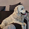 dog, golden_retriever, cream_coat, pet, canine, tongue_out, happy, smiling, lying_down, sitting, couch, sofa, cushions, indoor, home, portrait, floppy_ears, fur, relaxed, companion_animal