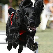 Jazz a rejoint le concours — aidez-le/la à gagner de superbes lots ! dog, black_dog, jumping, running, airborne, flying, happy, smiling, open_mouth, tongue, fluffy, long_hair, pointed_ears, harness, red_harness, paws, outdoor, park, grass, action_photo