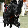 dog, black_dog, jumping, running, airborne, flying, happy, smiling, open_mouth, tongue, fluffy, long_hair, pointed_ears, harness, red_harness, paws, outdoor, park, grass, action_photo
