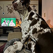 Bear is registered to the contest to win money with this photo: dog, indoor, couch, blanket, television, furniture, living_room, brown, white, speckled, pet, animal, blue_eyes, home, decor, lamp, wall, relaxed, seated, cozy