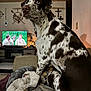 dog, indoor, couch, blanket, television, furniture, living_room, brown, white, speckled, pet, animal, blue_eyes, home, decor, lamp, wall, relaxed, seated, cozy