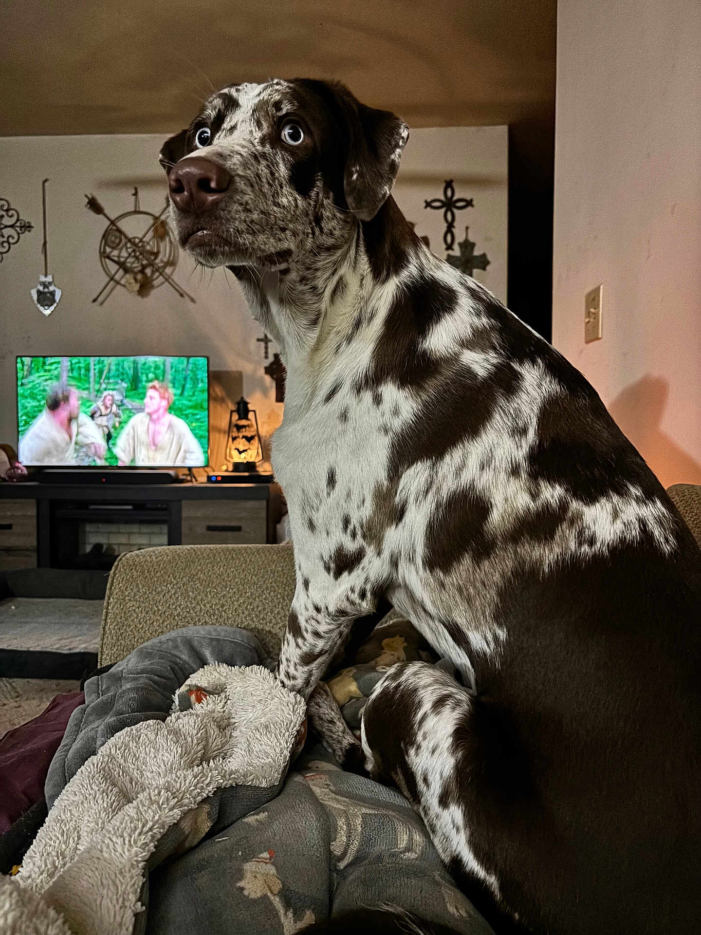 Bear is registered to the contest to win money with this photo: dog, indoor, couch, blanket, television, furniture, living_room, brown, white, speckled, pet, animal, blue_eyes, home, decor, lamp, wall, relaxed, seated, cozy