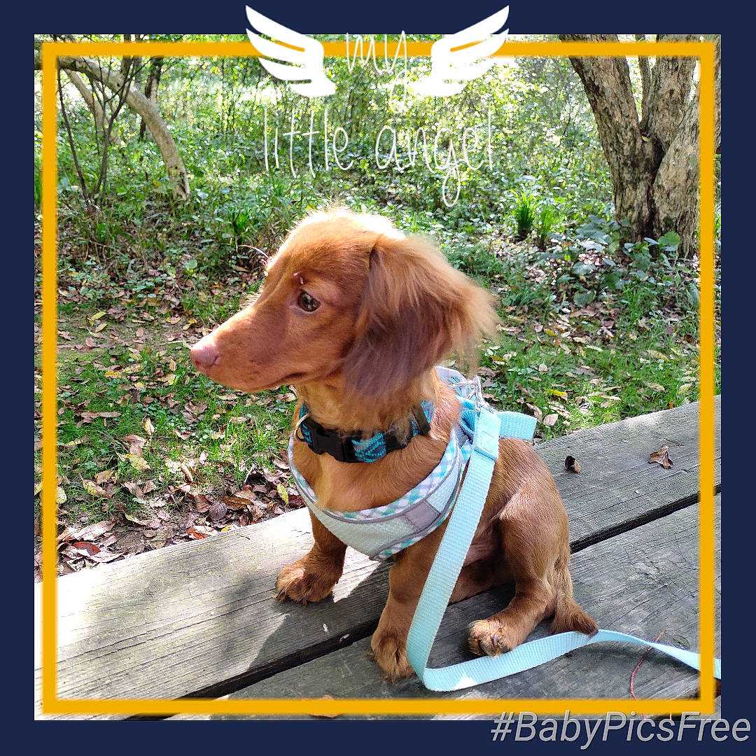 Zuce is registered to the contest to win money with this photo: automotive_exterior, automotive_mirror, canidae, carnivore, collar, companion_dog, dog, dog_breed, dog_collar, dog_supply, fawn, liver, plant, rectangle, snout, sporting_group, tree, vehicle_door, windshield, working_animal