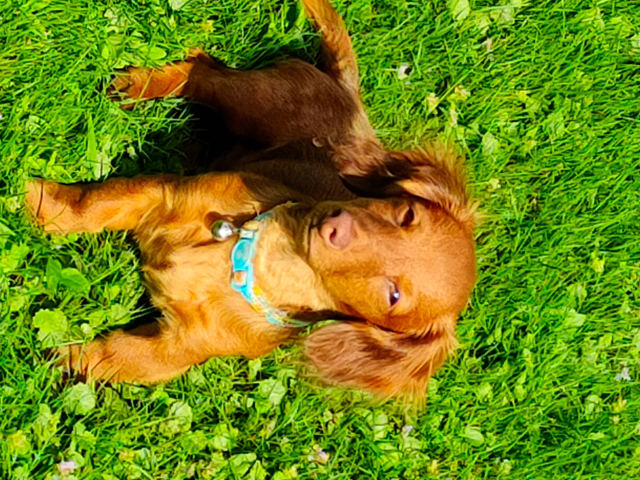 Zuce joined the competition — help win amazing prizes! canidae, carnivore, companion_dog, dog, dog_breed, dog_collar, fawn, grass, grassland, groundcover, hunting_dog, irish_terrier, liver, pasture, people_in_nature, plant, snout, sporting_group, terrestrial_animal, working_animal