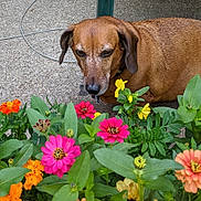 Baby joined the competition — help win amazing prizes! annual_plant, botany, carnivore, companion_dog, dog, dog_breed, dog_supply, fawn, flower, flowering_plant, flowerpot, grass, groundcover, herbaceous_plant, liver, pet_supply, petal, plant, wildflower, working_animal