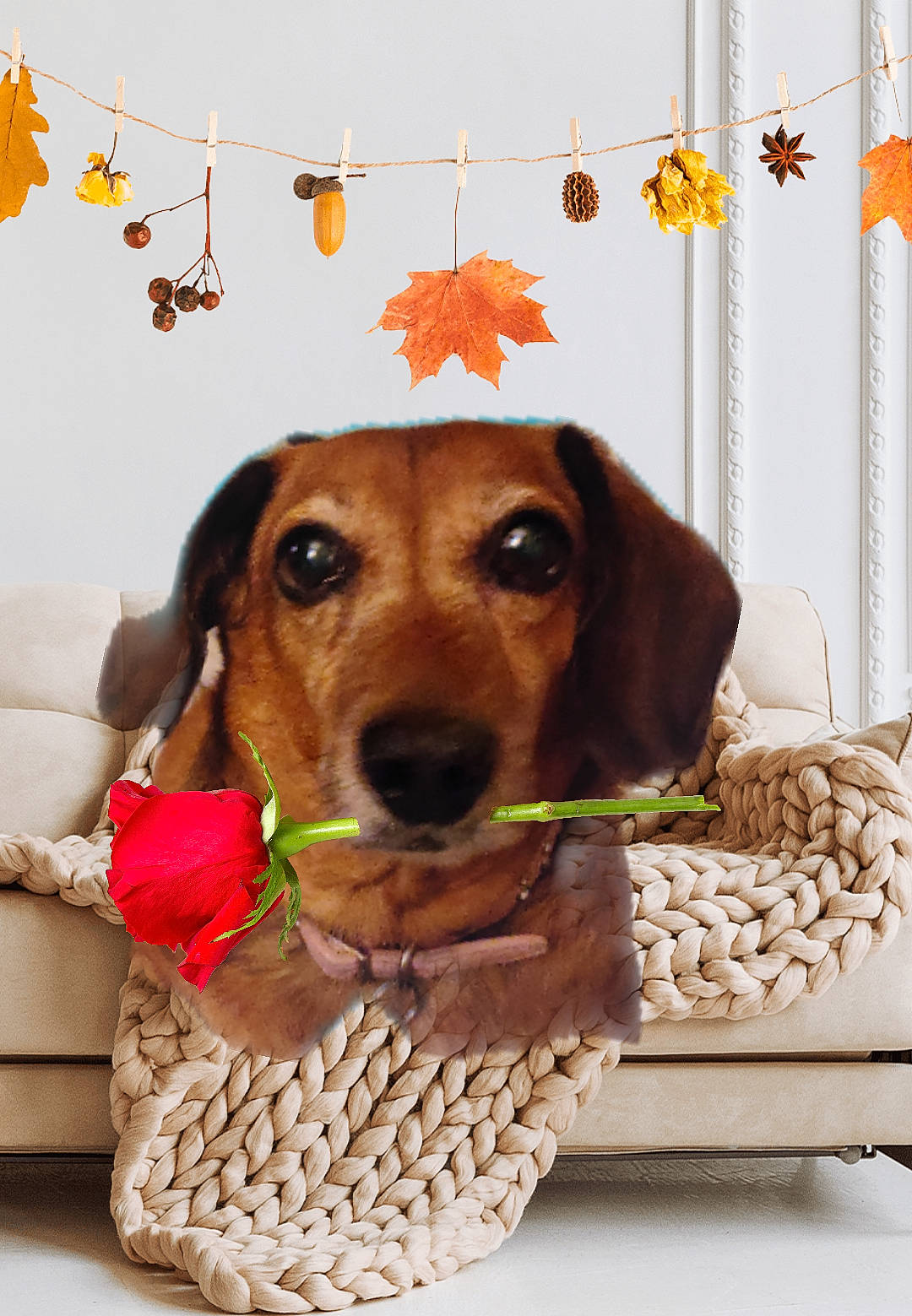 Baby is registered to the contest to win money with this photo: canidae, carnivore, collar, companion_dog, dog, dog_breed, dog_clothes, dog_collar, dog_supply, fashion_accessory, fawn, fur, hound, liver, pet_supply, snout, sporting_group, tennis_ball, toy, working_animal