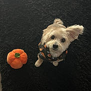 Nala is registered to the contest to win money with this photo: dog, small_dog, fluffy, scarf, plush_toy, pumpkin, carpet, black_carpet, pet, cute, indoor, looking_up, attentive, one_ear_up, toy, animal, companion, festive, fall_theme, adorable