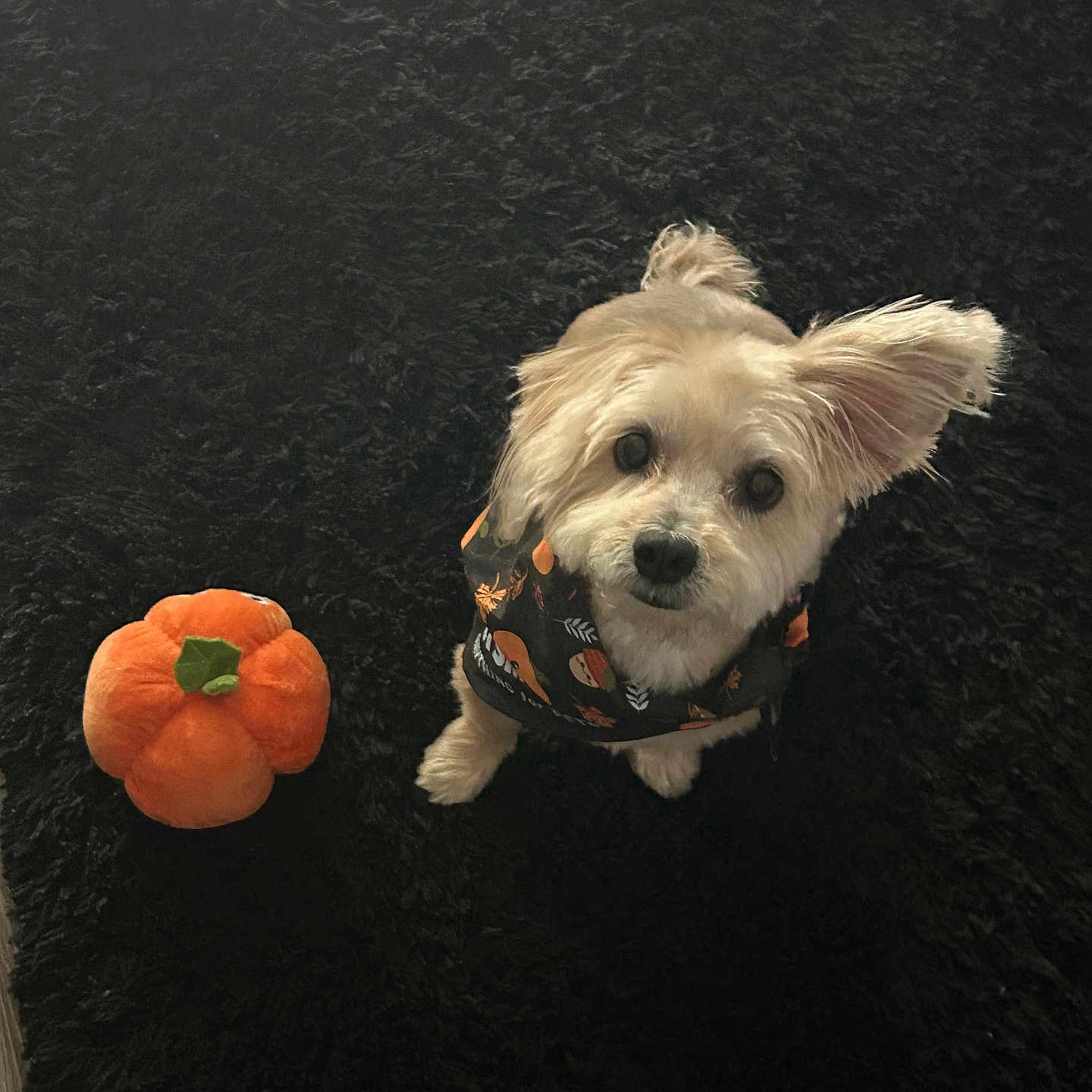 Nala is registered to the contest to win money with this photo: adorable, animal, attentive, black_carpet, carpet, companion, cute, dog, fall_theme, festive, fluffy, indoor, looking_up, one_ear_up, pet, plush_toy, pumpkin, scarf, small_dog, toy