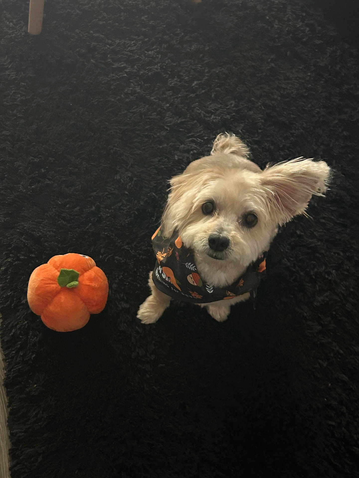 Nala is registered to the contest to win money with this photo: dog, small_dog, fluffy, scarf, plush_toy, pumpkin, carpet, black_carpet, pet, cute, indoor, looking_up, attentive, one_ear_up, toy, animal, companion, festive, fall_theme, adorable