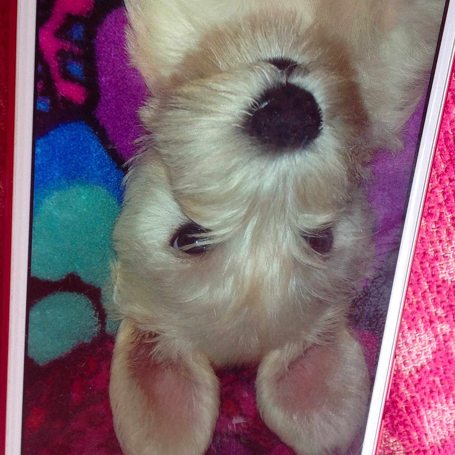 Leia is registered to the contest to win money with this photo: canidae, carnivore, companion_dog, dog, dog_breed, dog_clothes, dog_supply, fashion_accessory, fawn, fur, magenta, pet_supply, pink, plush, purple, snout, stuffed_toy, toy, toy_dog, working_animal