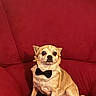 dog, bow_tie, red_couch, pet, indoor, small_dog, canine, furniture, seated, portrait, cute, animal, domestic_animal, living_room, companionship, alert, fur, paw, ears, expression