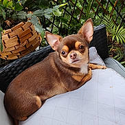 Josy participe au concours pour gagner de l'argent avec cette photo : dog, chihuahua, brown, small_dog, pet, cushion, chair, wicker, plant, greenery, outdoor, relaxing, cute, ears, fur, animal, portrait, houseplant, wooden_basket, nature