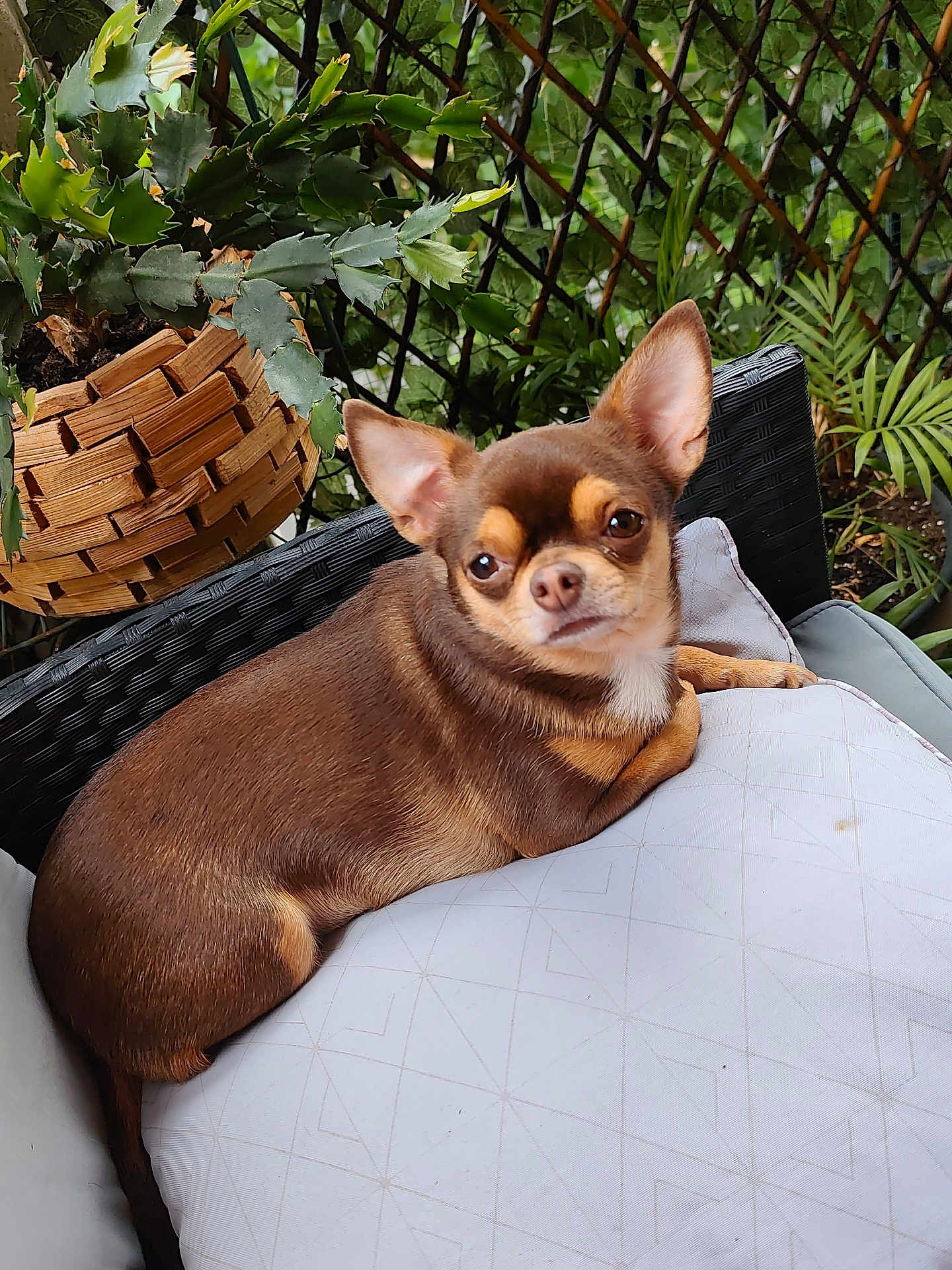 Josy participe au concours pour gagner de l'argent avec cette photo : dog, chihuahua, brown, small_dog, pet, cushion, chair, wicker, plant, greenery, outdoor, relaxing, cute, ears, fur, animal, portrait, houseplant, wooden_basket, nature