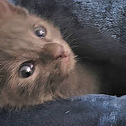 Shadow joined the competition — help win amazing prizes! kitten, cat, furry, gray, pet, animal, blanket, cozy, soft, cute, small, eyes, ears, indoor, fur, comfort, resting, young, mammal, snuggle