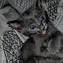 Shadow joined the competition — help win amazing prizes! kitten, cat, gray_fur, pet, animal, cute, indoor, blanket, pattern, fur, playful, young, whiskers, ears, eyes, mouth, resting, feline, closeup, cozy
