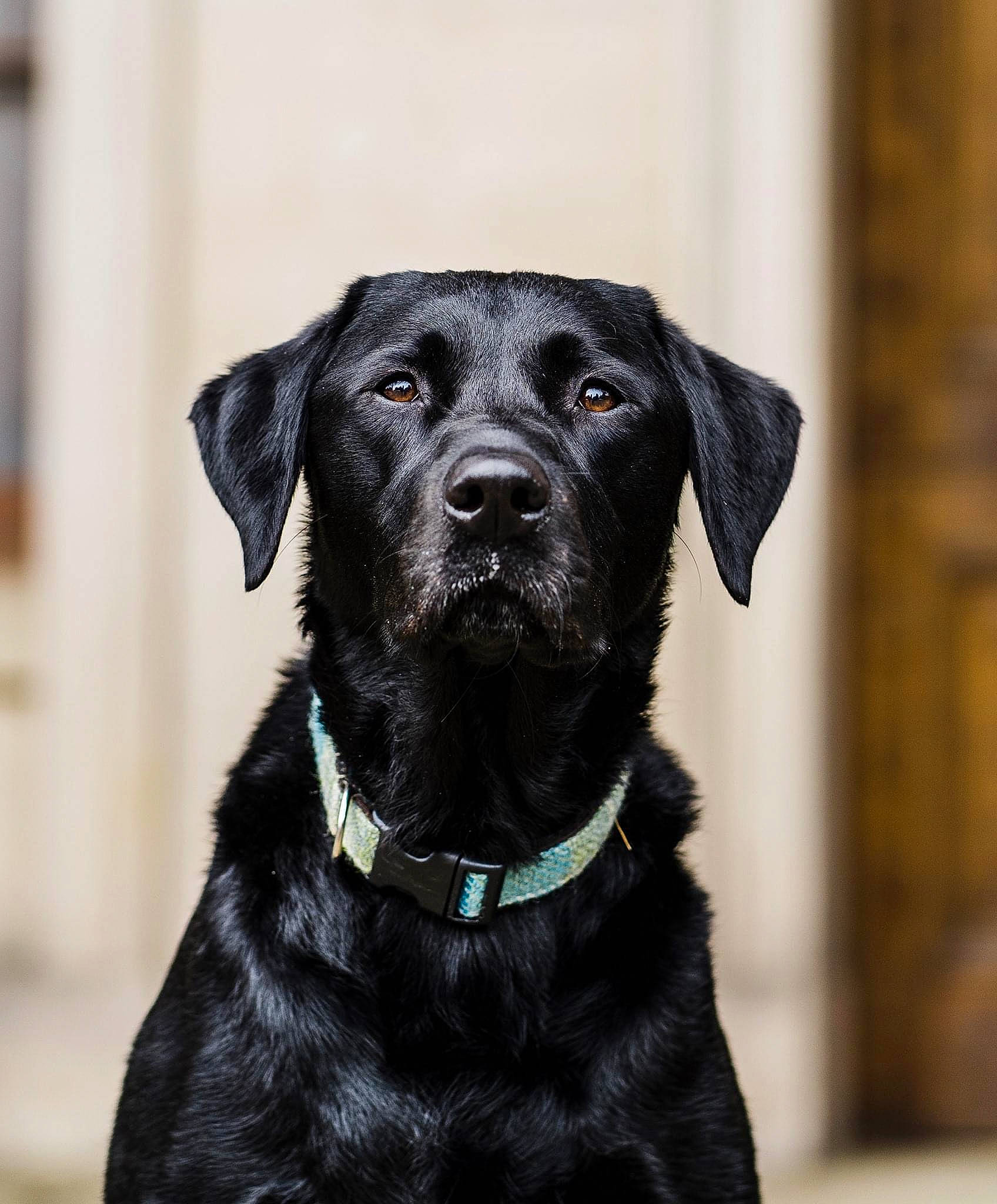 Charlie joined the competition — help win amazing prizes! black, canidae, carnivore, collar, colorfulness, companion_dog, dog, dog_breed, dog_collar, dog_supply, fur, grey, leash, pet_supply, retriever, snout, sporting_group, whiskers, working_animal, working_dog