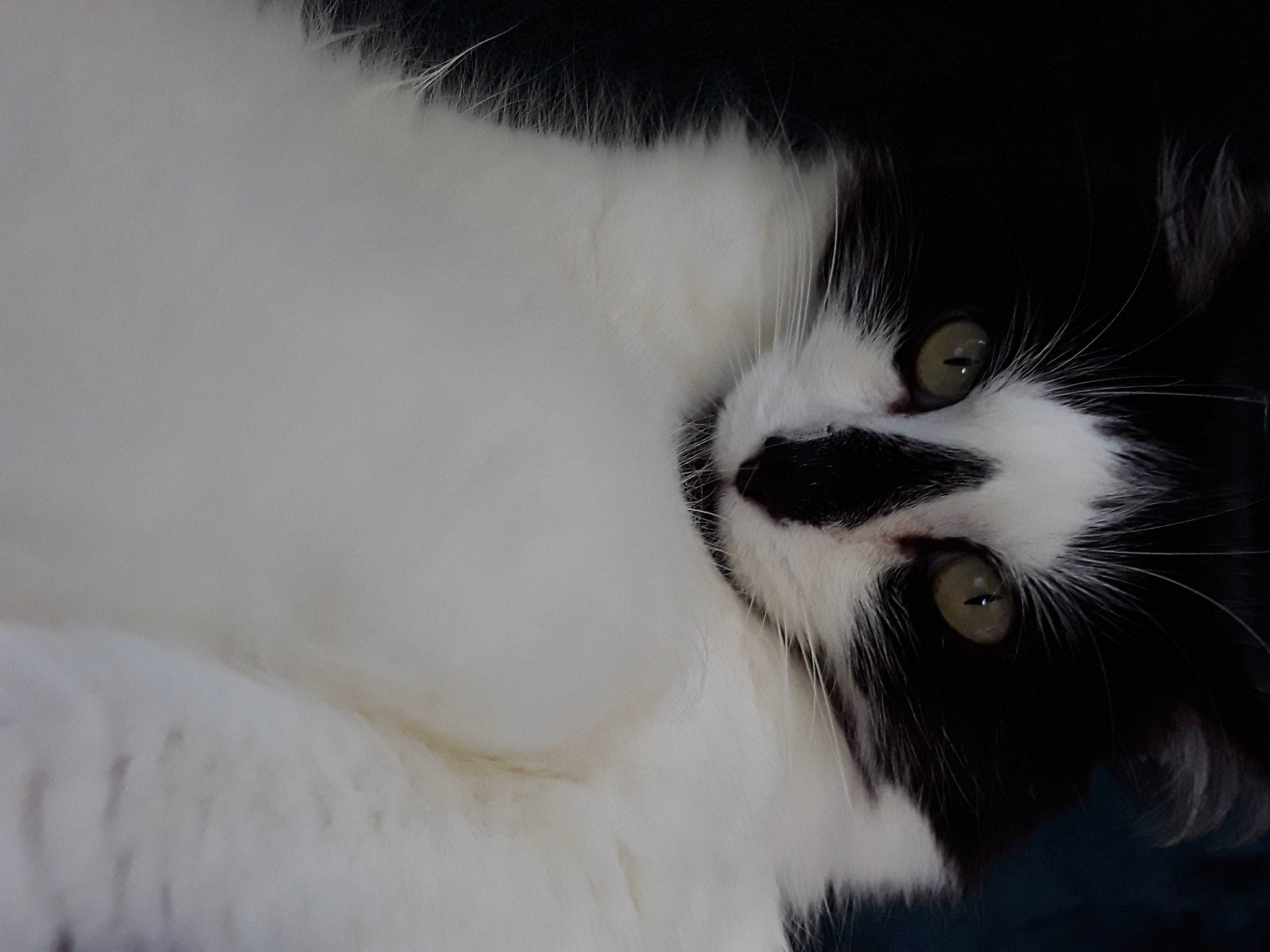 Choupette participe au concours pour gagner de l'argent avec cette photo : carnivore, cat, domestic_short_haired_cat, eyelash, felidae, fur, iris, macro_photography, monochrome, monochrome_photography, paw, small_to_medium_sized_cats, snout, tail, terrestrial_animal, whiskers, wildlife, window, wood