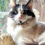 Phuzzy Phoenix joined the competition — help win amazing prizes! animal, black_and_white, cat, closeup, cozy, curious, face, fluffy, fur, green_eyes, home, indoor, nature, pet, relaxed, screen, sunlight, tail, whiskers, window