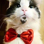 Phuzzy Phoenix is registered to the contest to win money with this photo: cat, close_up, pet, feline, bow_tie, white_fur, black_spot, pink_nose, whiskers, ears, indoor, cute, portrait, animal, domestic_cat, fluffy, face, looking_up, adorable, costume