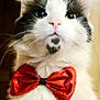 cat, close_up, pet, feline, bow_tie, white_fur, black_spot, pink_nose, whiskers, ears, indoor, cute, portrait, animal, domestic_cat, fluffy, face, looking_up, adorable, costume