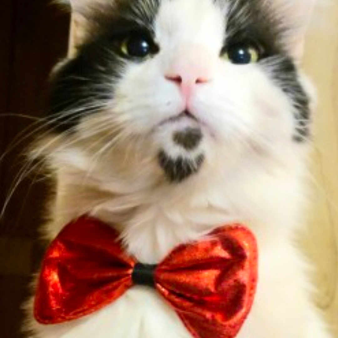 Phuzzy Phoenix is registered to the contest to win money with this photo: adorable, animal, black_spot, bow_tie, cat, close_up, costume, cute, domestic_cat, ears, face, feline, fluffy, indoor, looking_up, pet, pink_nose, portrait, whiskers, white_fur