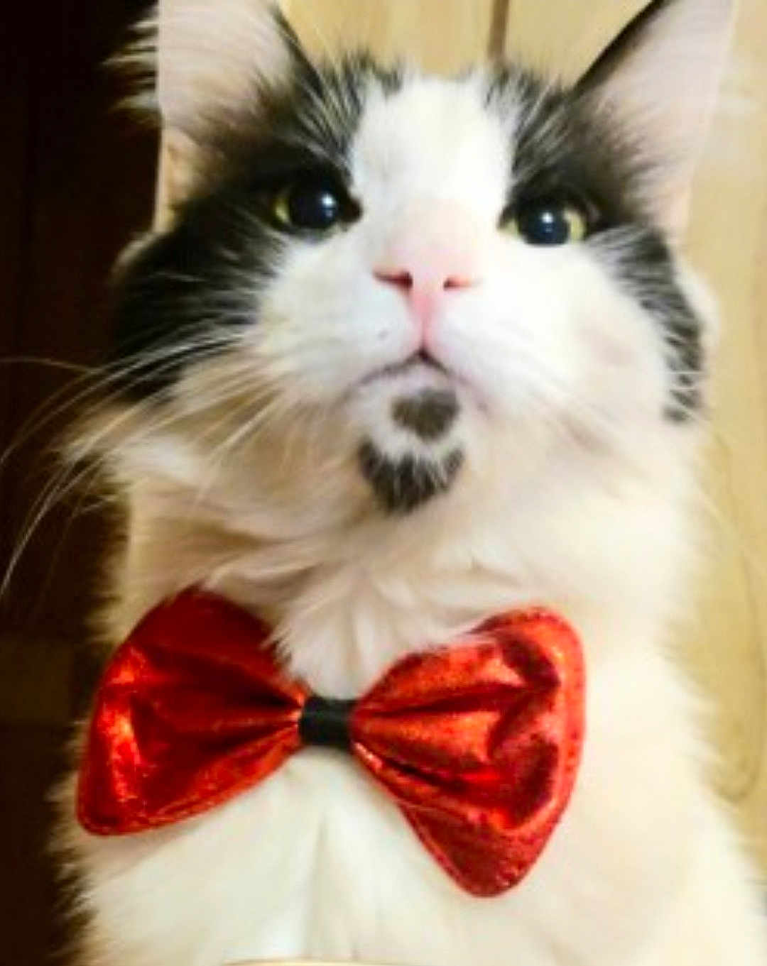 Phuzzy Phoenix is registered to the contest to win money with this photo: cat, close_up, pet, feline, bow_tie, white_fur, black_spot, pink_nose, whiskers, ears, indoor, cute, portrait, animal, domestic_cat, fluffy, face, looking_up, adorable, costume