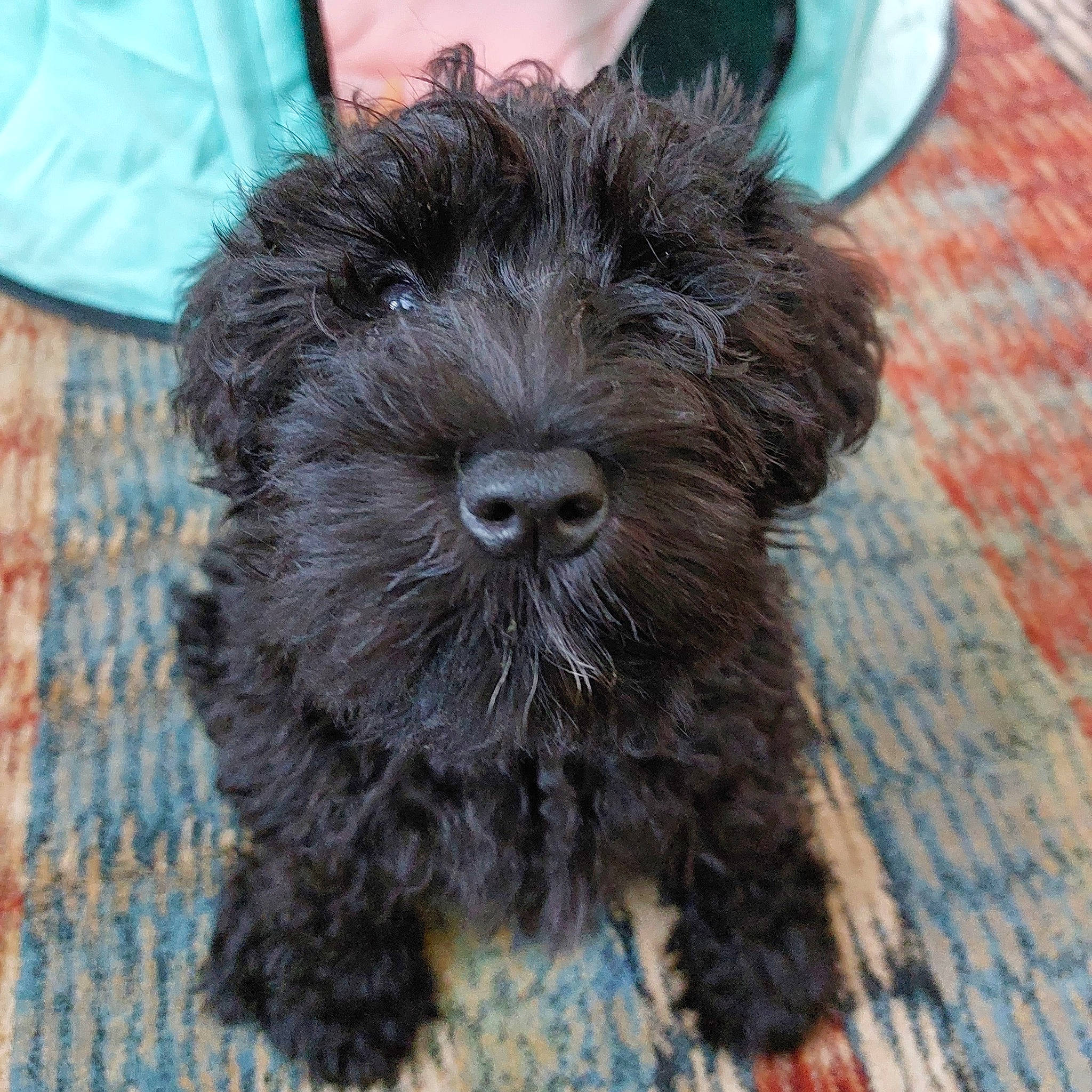 Doris joined the competition — help win amazing prizes! canidae, carnivore, companion_dog, dog, dog_breed, dog_collar, dog_supply, fur, liver, maltepoo, pattern, puppy, small_terrier, snout, sporting_group, terrestrial_animal, terrier, toy_dog, water_dog, working_animal