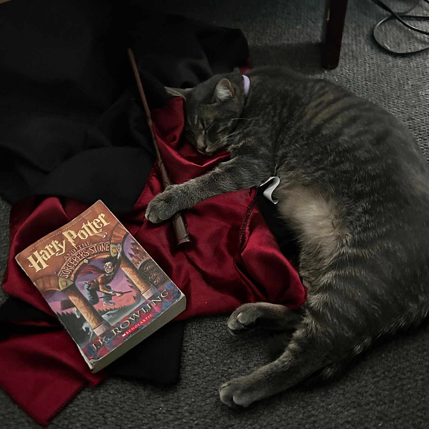 Milo is registered to the contest to win money with this photo: abyssinian, animal, blanket, book, cat, chair, comics, couch, furniture, hardwood, kitten, manx, novel, person, pet, publication, sleeping, text, velvet, wood