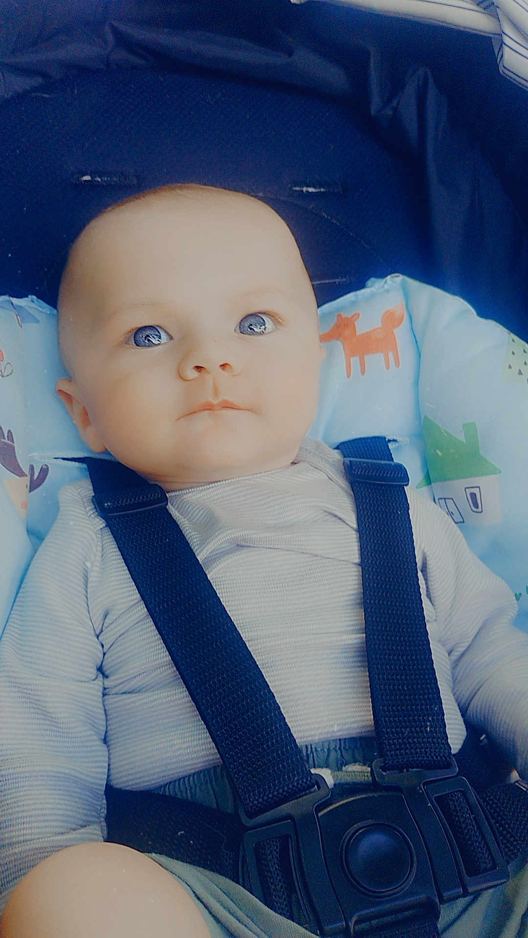 Maverick joined the competition — help win amazing prizes! baby, infant, child, stroller, seatbelt, straps, blue_clothing, cushion, pattern, indoor, portrait, cute, face, head, eyes, hands, sitting, comfort, soft_light, closeup