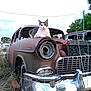 Toby is registered to the contest to win money with this photo: cat, animal, rusty_car, abandoned_vehicle, grass, outdoor, vintage_car, nature, sky, tree, field, old_car, chrome_bumper, headlight, wildlife, pet, relaxing, daytime, rural, vehicle