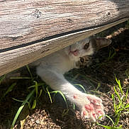 Toby joined the competition — help win amazing prizes! cat, paw, wood, grass, outdoor, sunlight, animal, pet, nature, curious, playful, closeup, ground, earth, feline, stretching, wooden_plank, pink_pads, daylight, hidden
