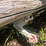 cat, paw, wood, grass, outdoor, sunlight, animal, pet, nature, curious, playful, closeup, ground, earth, feline, stretching, wooden_plank, pink_pads, daylight, hidden