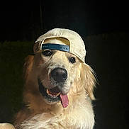 Vino a rejoint le concours — aidez-le/la à gagner de superbes lots ! animal, backwards_cap, canine, cap, cute, dog, domestic_animal, friendly, fur, golden_retriever, happy, headwear, mammal, night, outdoor, pet, playful, portrait, smiling, tongue_out